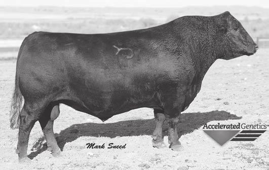 Reference Sires Reference Sire WMR Timeless 458 Reference Sire WMR Timeless 458 AAA 16226527 - Tattoo 458-1/30/08 Leachman Right Time # Hyline Pride 265 Leachman Right Time 338-5605 Leachman Erica