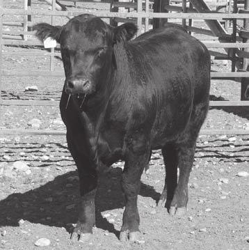 0 Herd prospect out of a great producing cow.