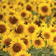 SUNFLOWER SEED OIL repairs and protects the hair against UV rays and damaging environmental effects.