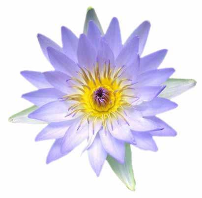 Nelupure is a synergistic alliance of: Egyptian lotus (Nymphaea caerulea) Flower distinctive of the river Nile,