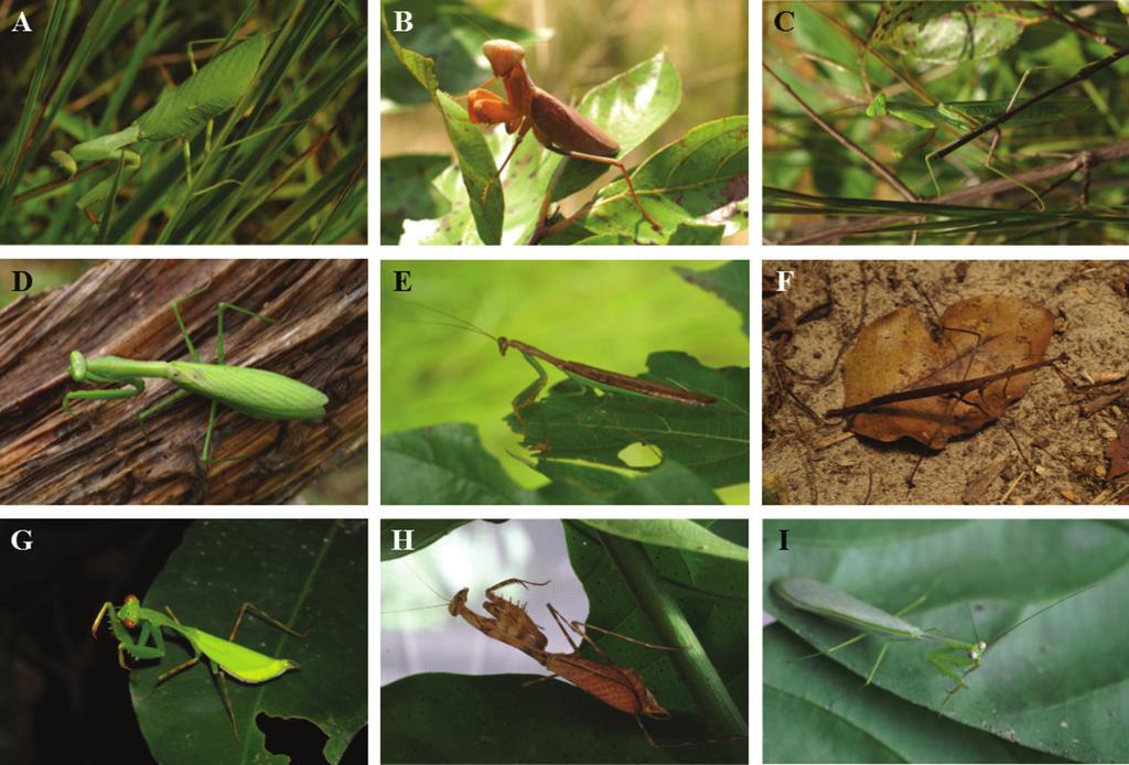 120 N. MOULIN, T. DECAËNS AND P. ANNOYER Fig. 3. Live habitus. A. Sphodromantis lineola pinguis (green female) from LNP; B. Sphodromantis lineola pinguis (brown female) from LNP; C.