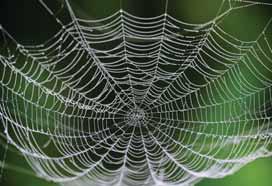 Researchers develop method for making artificial spider silk A team of architects & chemists from the University of Cambridge has designed superstretchy and strong fibres which are almost entirely