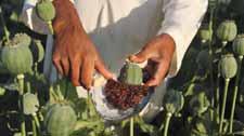 Egypt aims to double its high quality cotton production Agriculture Ministry of Egypt Hamed Abdel-Dayem recently said that production of their silky soft cotton once known as white cotton should rise