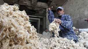 The government aims to increase the price of the long staple cotton to more than 3000 Egyptian pounds ($168.07) per qintar, which will all be exported.