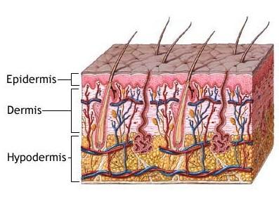 Electroporation. This eliminates dead cells from the Keratinic layer.