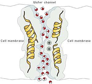 membrane polarity By slowly changing the