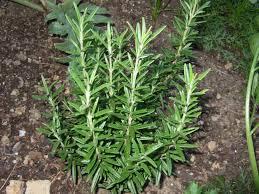 Rosemary Osmarinus officinalis - Reduces swelling - treats acne - reduces fine lines - slows the effects of
