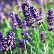 Lavender, Lavandula Help stuffy nose Sooth burns Skin restorer Disinfectant Fly