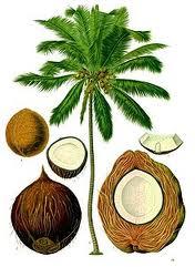 Coconut Cocos nucifera Used as an effecyve skin care treatment and moisturizer it acts as a sun screen. Its anybacterial and any fungal. Reduces bad breath.