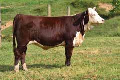 Brothers Knotts Polled Herefords
