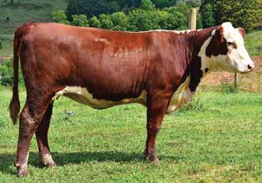 04); BMI$ 14; CEZ$ 14; BII$ 12; CHB$ 21 Revolution and Supreme 110 breeding has always worked well for us. The development on this heifer is as good as you could ask for.