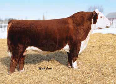 10); REA 0.42 (.11); MARB 0.05 (.08); BMI$ 16; CEZ$ 15; BII$ 15; CHB$ 21 We bought this heifer with her dam in the 2015 sale and she didn t disappoint.