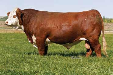 HAUGHT A. GOFF BROTHERS & SONS 37 H 9001W DAISY 642 P43735634 Calved: Sept.