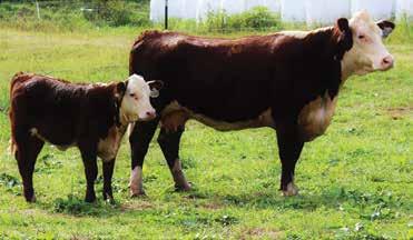 FIVE STAR POLLED HEREFORDS 40 RVP 51X MISS YOGA GAL 33A P43451903 Calved: Jan.