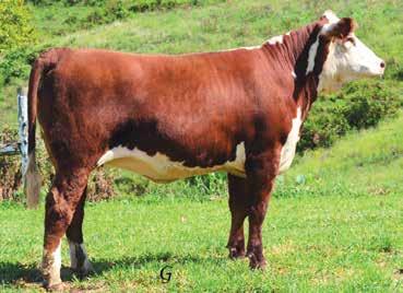 FIVE STAR POLLED HEREFORDS 46 BULL P43675934 Calved: March 7, 2016 Tattoo: RE 5604 JDH 15 WRANGLER 25L {SOD}{CHB}{DLF,HYF,IEF} JDF 16D WRANGLER 15 {SOD} PWF RHF 25L WRANGLER 9001W {CHB}{DLF,HYF,IEF}