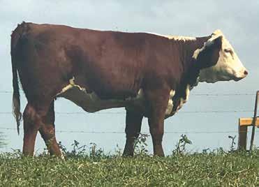 A. GOFF & SONS WESTFALL POLLED HEREFORD FARMS 56 JW A46 S19 LORETTA D71 P43782310 Calved: Sept.
