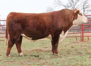 04); REA 0.22 (.05); MARB 0.08 (.04); BMI$ 18; CEZ$ 15; BII$ 15; CHB$ 24 Structurally sound Keno daughter out of an Online bred dam who has given us many keeper females. Sells open.