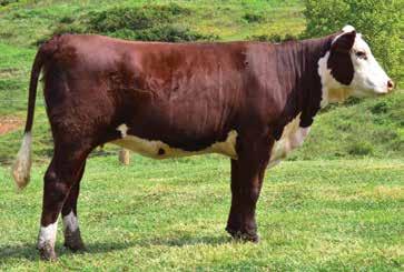 For an April calf, she has performed beautifully as far as growth, doing ability and overall development. Her K4 dam has outdone herself again. AI serviced June 9, 2017, to Boyd Worldwide 9050 ET.