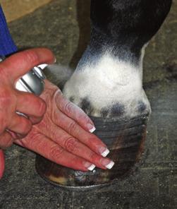 fetlock and onto the leg. 5. I m done clipping this foot. I clip carefully around any small scars, like this.