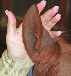 A lot of horses are sensitive about their ears, and it can be due to a number of reasons. For one, some people handle their horses ears too roughly; you just can t do that.