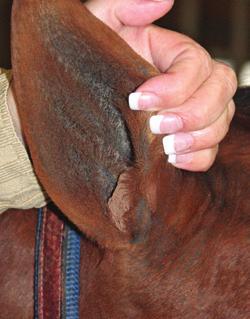 These smaller clippers are especially handy for clipping foals or yearlings because their