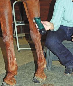 Part 3: Solid- Color Legs OOne of the most difficult places to clip your horse cleanly, especially with a thick winter coat, is your horse s legs.