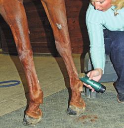 a noticeable clip line up the back of the leg. It can be distracting to me, away from what I m looking for in the horse s conformation.