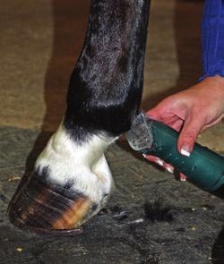 I would not clip a horse in performance halter as closely as one that only shows halter.