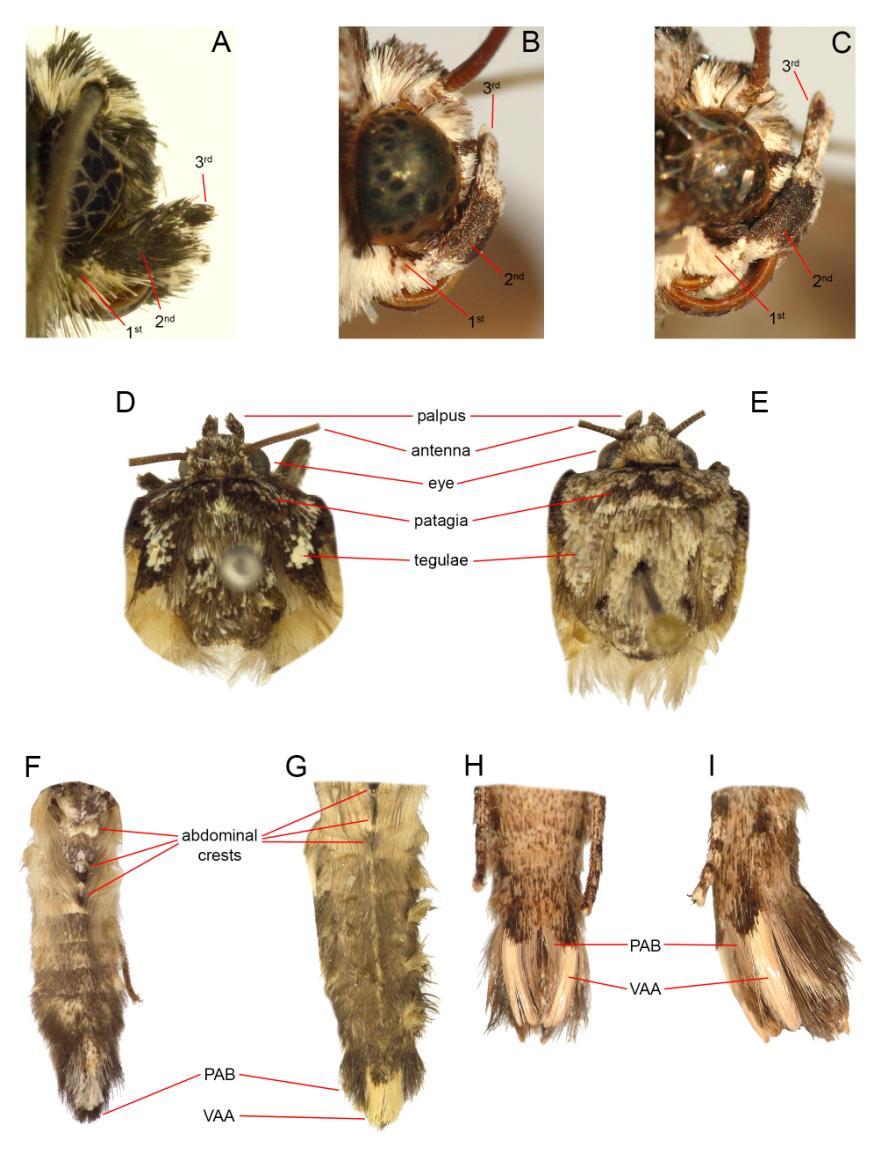 Figure I. Palpus, thorax and abdomen. A Craniophora ligustri, male, palpus; B Fascionycta fasciata, male, palpus; C F. fasciata, female, palpus; D C.