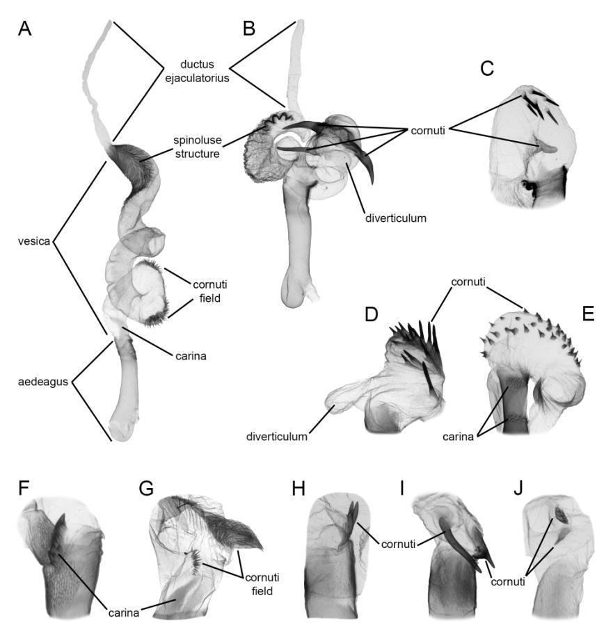 Figure IV. Appendices of male aedeagus and vesica. A Craniophora pacifica, aedeagus and vesica; B Harmandicrania harmandi, aedeagus and vesica; C H.