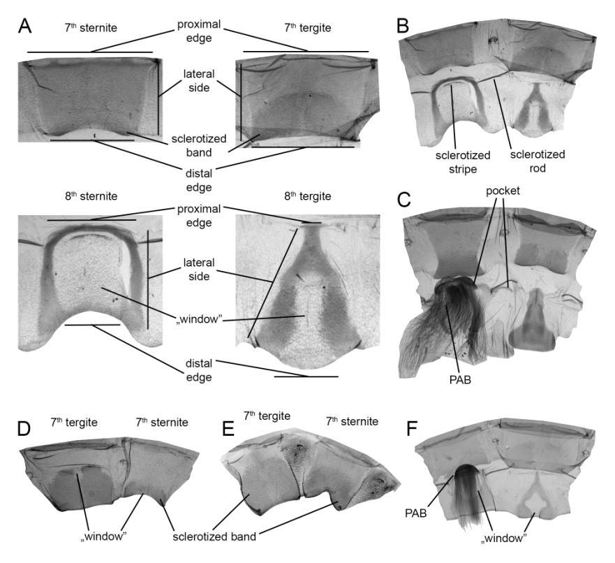Figure VI. Male and female last abdominal segments. A Craniophora ligustri, male, the four segments are separated; B C.