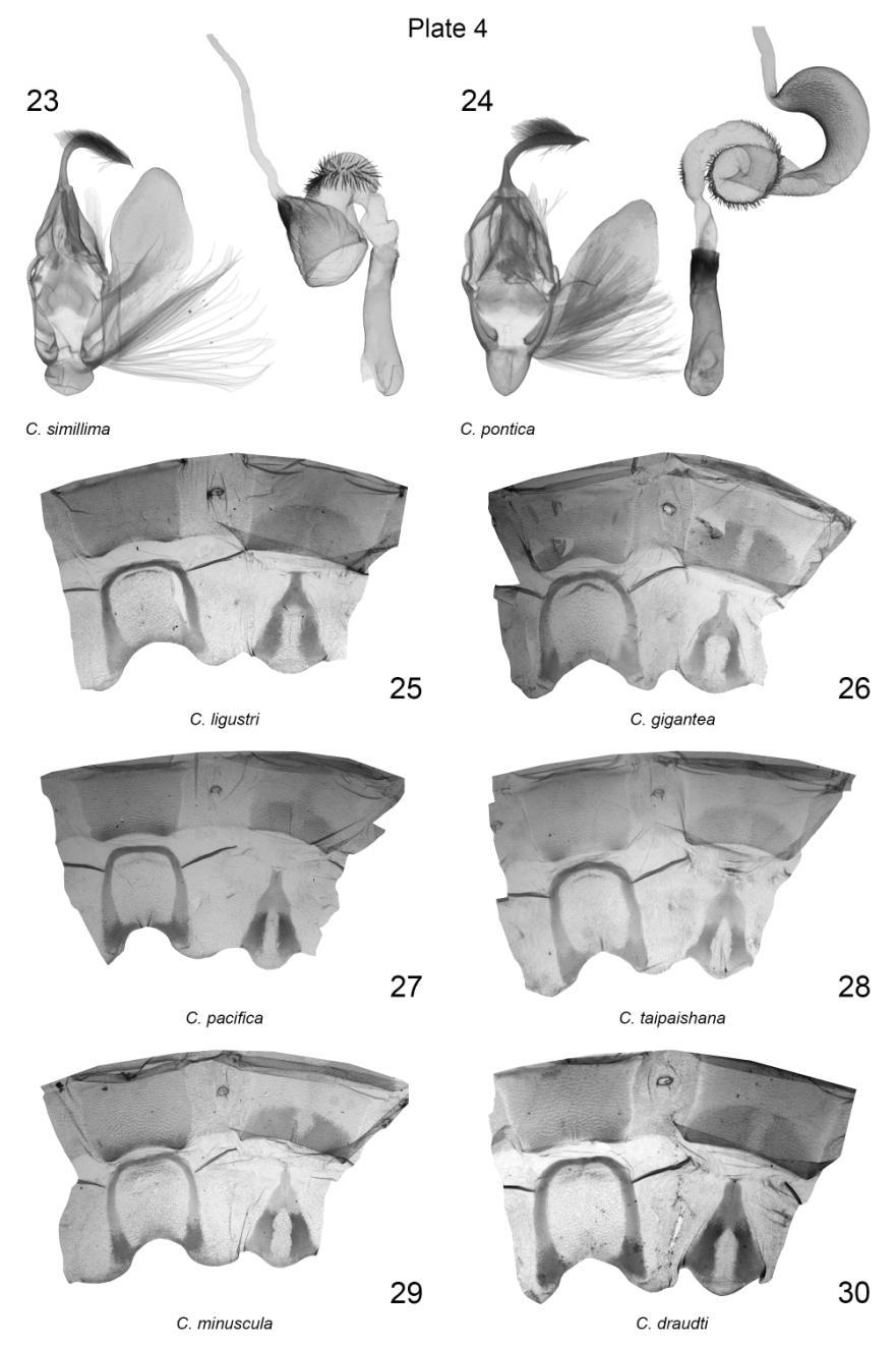Plate 4. Male genitalia, male 7 th, 8 th abdominal segments of Craniophora spp. 23. C. simillima, valva, China, slide No.: KA973m (coll. ZSM); vesica, China, slide No.: KA674m (coll. ZFMK); 24. C. pontica, valva, vesica, HT, Turkey, slide No.