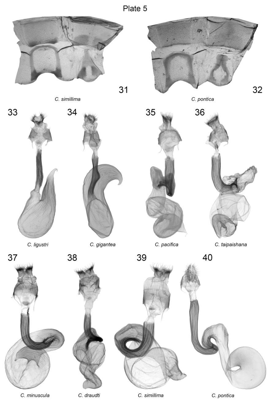 Plate 5. Male 7 th, 8 th abdominal segments and female genitalia of Craniophora spp. 31. C. simillima, China, slide No.: KA674m (coll. ZFMK); 32. C. pontica, HT, Turkey, slide No.: KA1098m (coll.