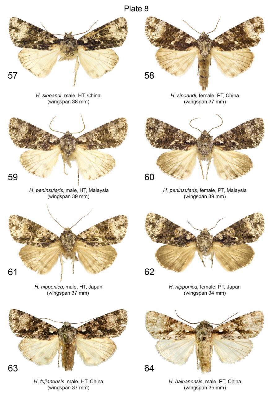 Plate 8. Adults of Harmandicrania spp. 57. H. sinoandi, male, HT, slide No.: KA386m (coll. GR); 58. H. sinoandi, female, PT, slide No.: KA1218f (coll. ZFMK); 59. H. peninsularis, male, HT, slide No.
