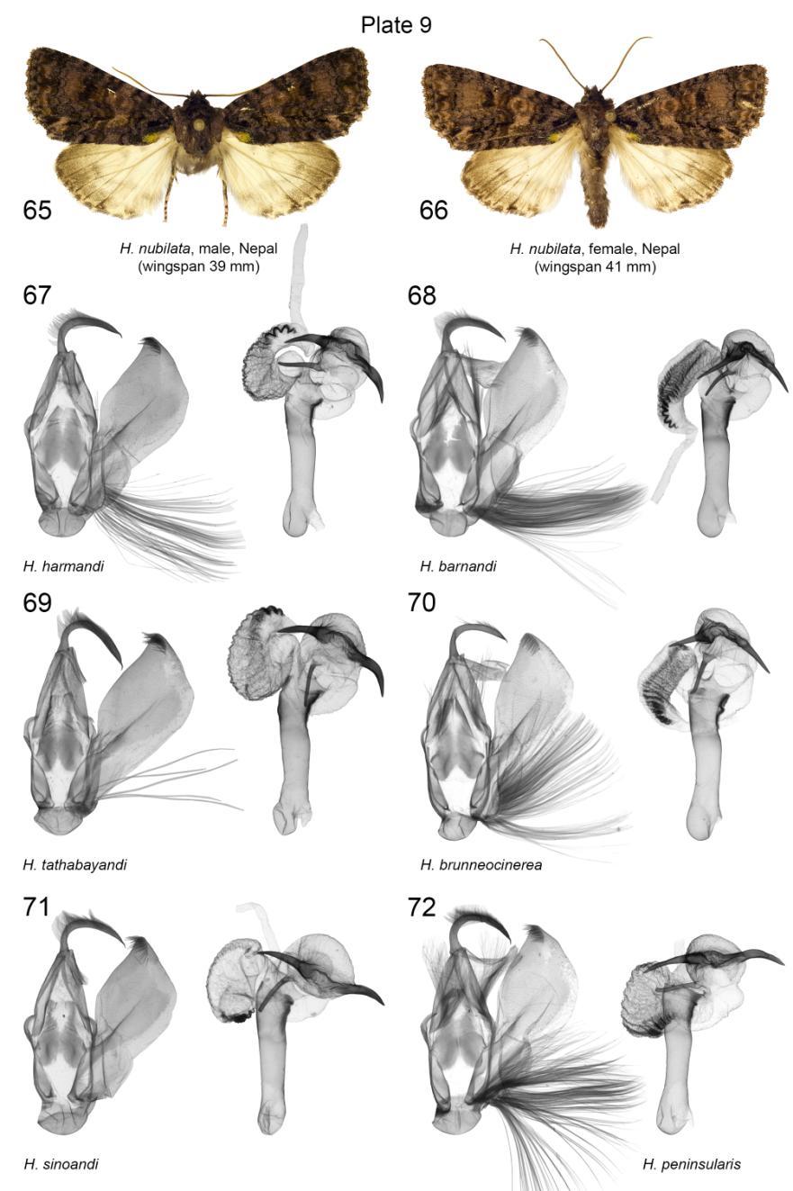 Plate 9. Adults and male genitalia of Harmandicrania spp. 65. H. nubilata, male, slide No.: KA070m (coll. HNHM); 66. H. nubilata, female, slide No.: KA1455f (coll. ZSM); 67. H. harmandi, valva, Nepal, slide No.