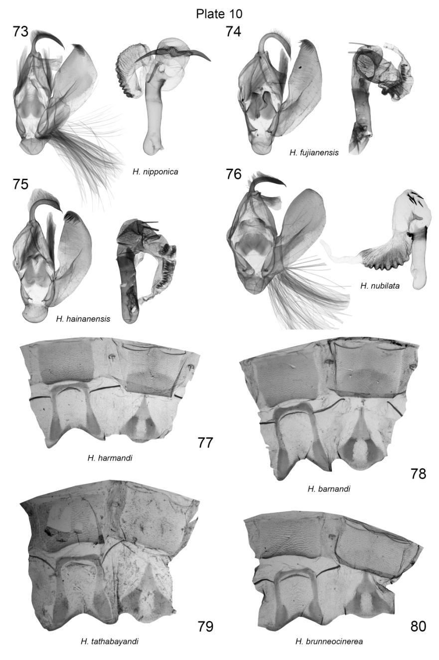 Plate 10. Male genitalia and male 7 th, 8 th abdominal segments of Harmandicrania spp. 73. H. nipponica, valva, vesica, HT, Japan, slide No.: KA927m (coll. NSMT); 74. H. fujianensis, valva, vesica, HT, China, slide No.