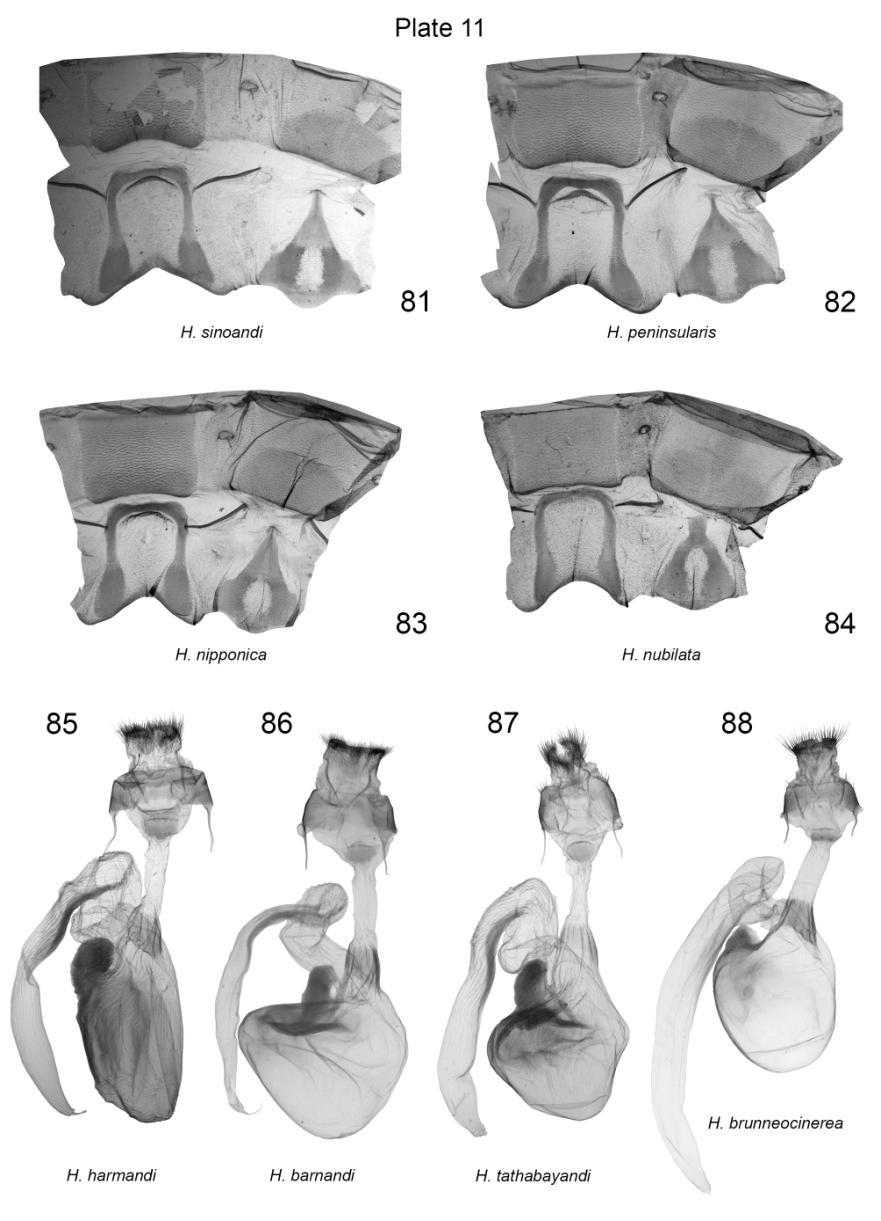 Plate 11. Male 7 th, 8 th abdominal segments and female genitalia of Harmandicrania spp. 81. H. sinoandi, HT, China, slide No.: KA386m (coll. GR); 82. H. peninsularis, HT, Malaysia, slide No.