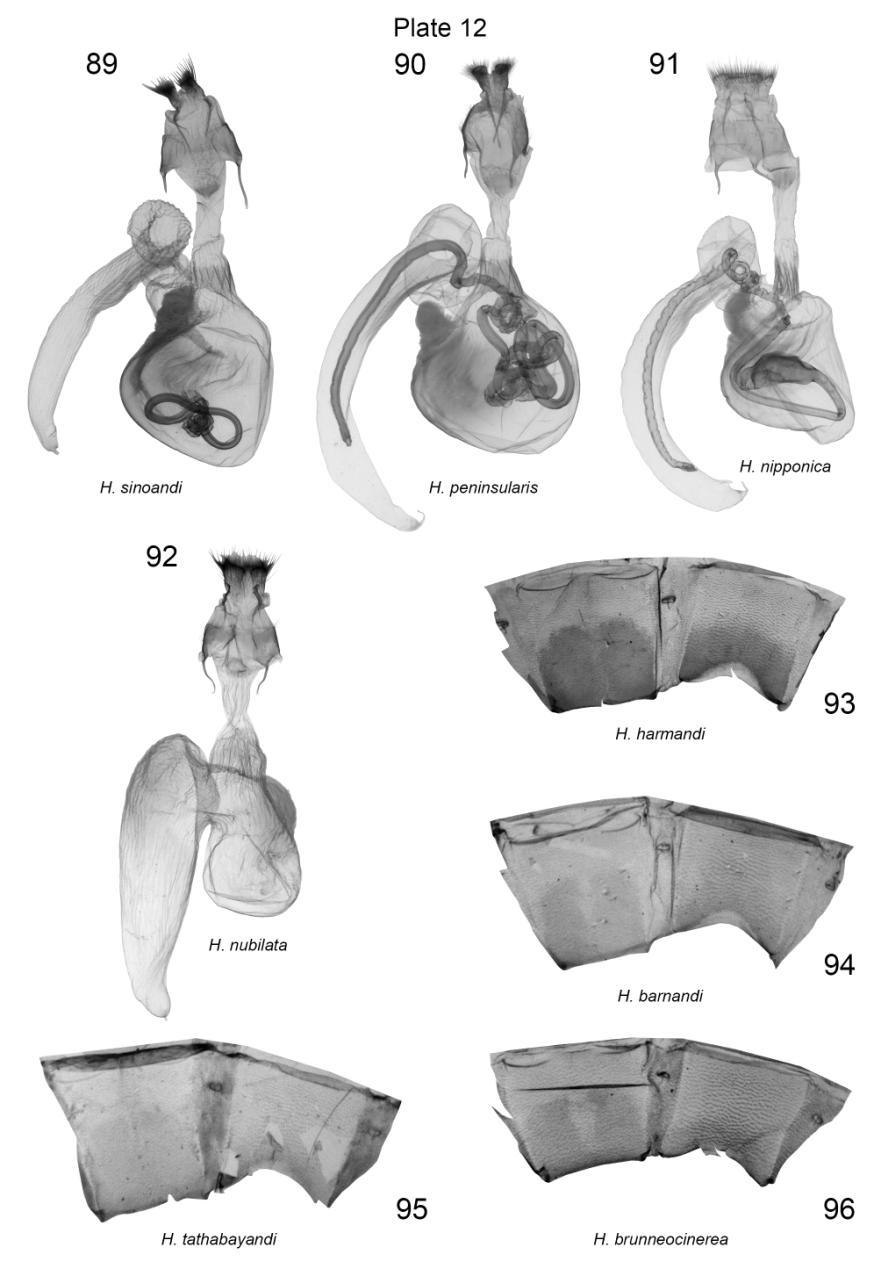 Plate 12. Female genitalia and female 7 th abdominal segments of Harmandicrania spp. 89. H. sinoandi, PT, China, slide No.: KA1218f (coll. ZFMK); 90. H. peninsularis, PT, Malaysia, slide No.