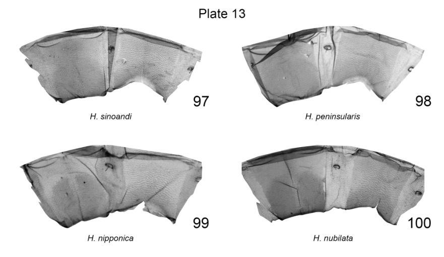 Plate 13. Female 7 th abdominal segments of Harmandicrania spp. 97. H. sinoandi, PT, China, slide No.: KA1218f (coll. ZFMK); 98. H. peninsularis, PT, Malaysia, slide No.: KA929f (coll.