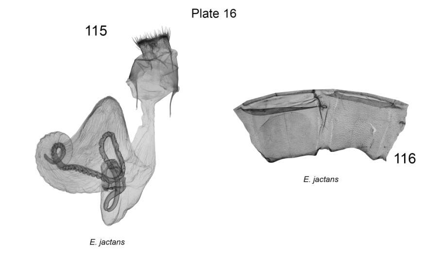 Plate 16. Female genitalia and female 7 th abdominal segments of Eurypterocrania jactans. 115. E. jactans, China, slide No.