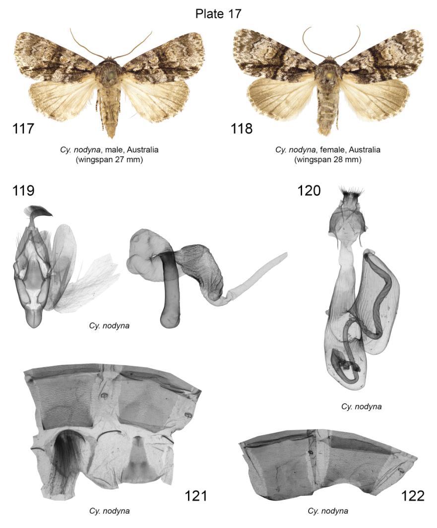 Plate 17. Adults, male and female genitalia, male 7 th, 8 th and female 7 th abdominal segments of Cycloprora nodyna. 117. Cy. nodyna, male, slide No.: KA1314m (coll. EF); 118. Cy. nodyna, female, slide No.