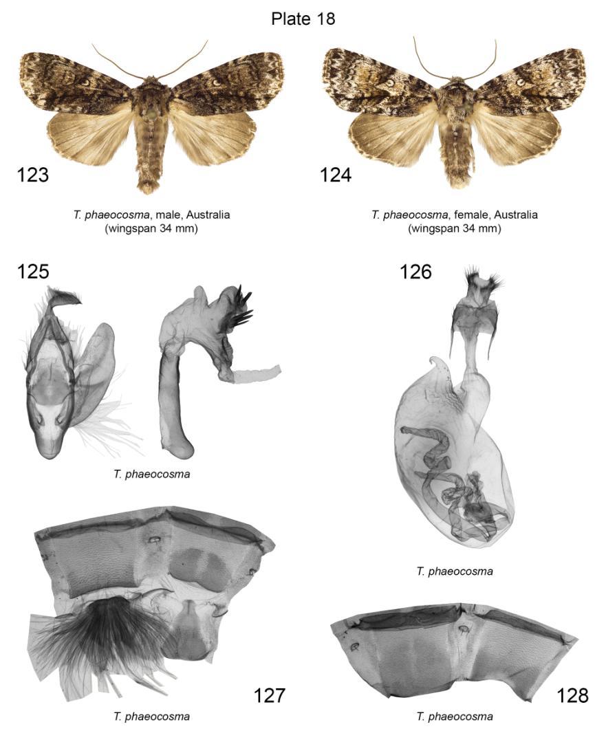 Plate 18. Adults, male and female genitalia, male 7 th, 8 th and female 7 th abdominal segments of Turnerinycta phaeocosma. 123. T. phaeocosma, male, slide No.: KA1329m (coll. EF); 124. T. phaeocosma, female, slide No.