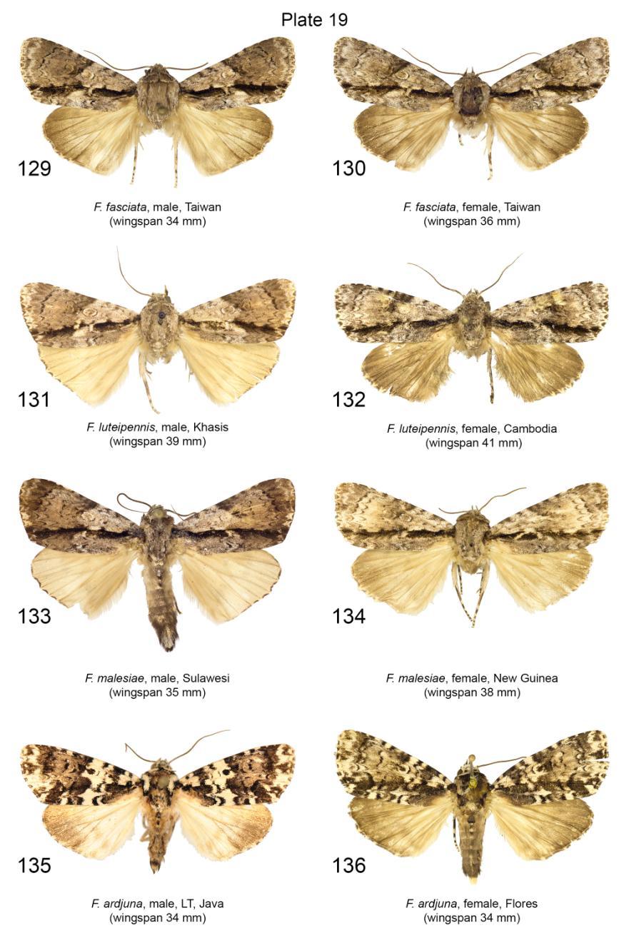 Plate 19. Adults of Fascionycta spp. 129. F. fasciata, male, slide No.: KA064m (coll. HNHM); 130. F. fasciata, female, slide No.: KA063f (coll. HNHM); 131. F. luteipennis, male, slide No.