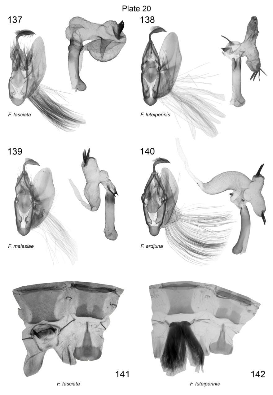 Plate 20. Male genitalia and male 7 th, 8 th abdominal segments of Fascionycta spp. 137. F. fasciata, valva, Pakistan, slide No.: KA1033m (coll. HNHM); vesica, Pakistan, slide No.: KA1036m (coll.