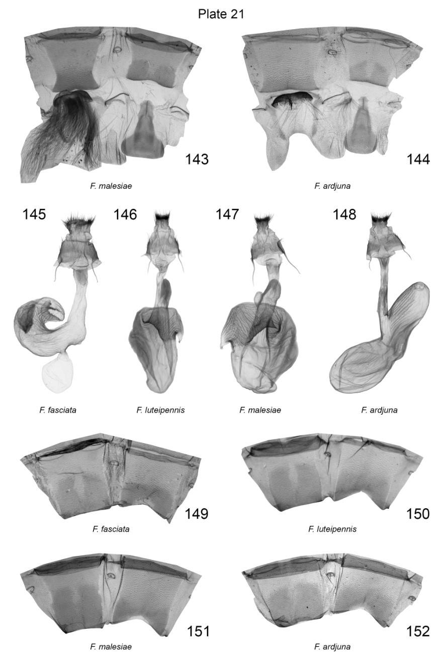 Plate 21. Male 7 th, 8 th and female 7 th abdominal segments and female genitalia of Fascionycta spp. 143. F. malesiae, Indonesia, slide No.: KA1340m (coll. RMNH); 144. F. ardjuna, Indonesia, slide No.