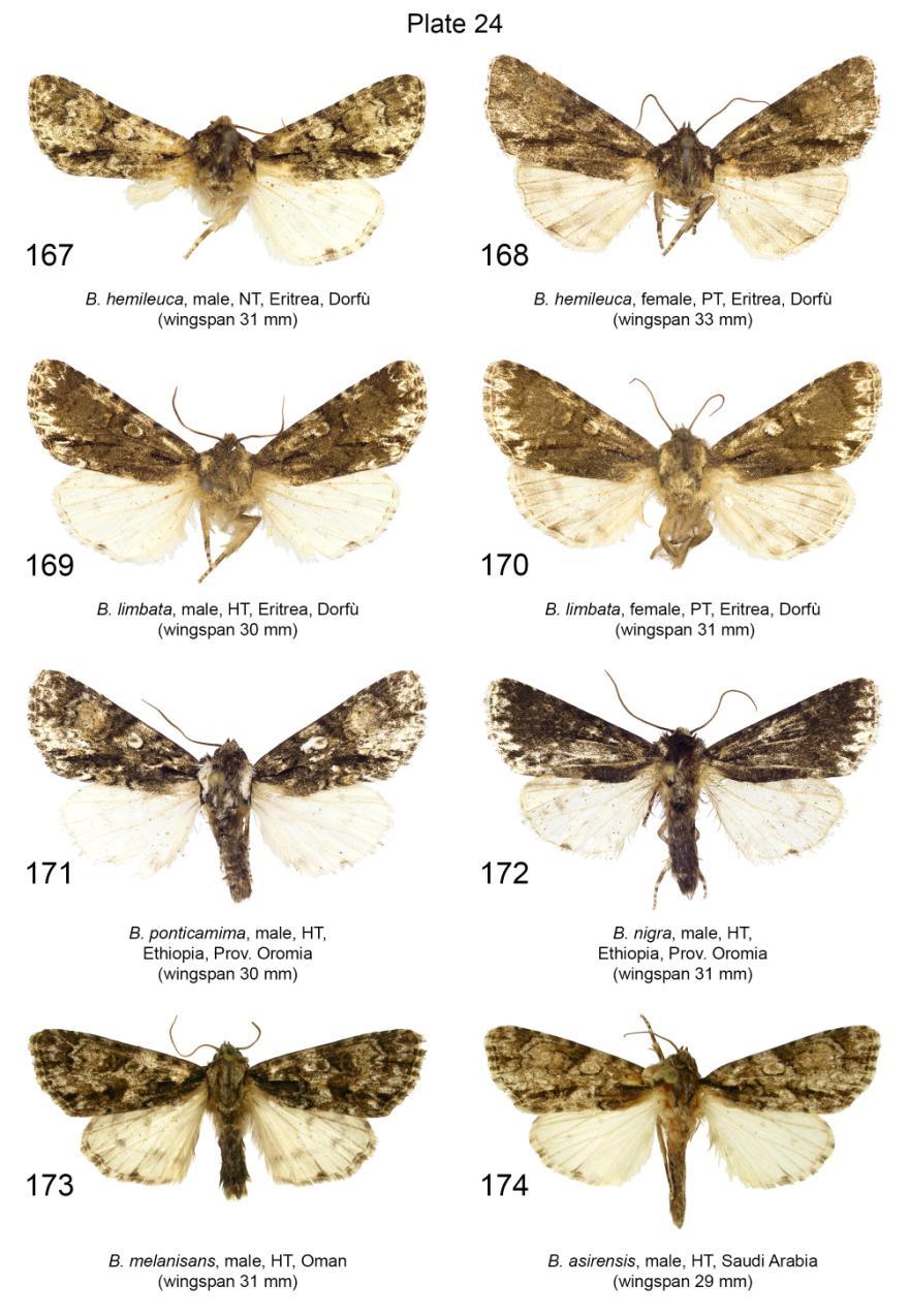 Plate 24. Adults of Berionycta spp. 167. B. hemileuca, male, PT, slide No.: KA292m (coll. MSNM); 168. B. hemileuca, female, LT, slide No.: KA293f (coll. MSNM); 169. B. limbata, male, HT, slide No.