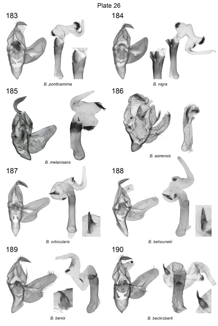 Plate 26. Male 7 th, 8 th abdominal segments of Berionycta spp. 183. B. ponticamima, vesica, valva, NT, Ethiopia, slide No.: KA1412m (coll. GB); 184. B. nigra, HT, Ethiopia, slide No.: KA1414m (coll.