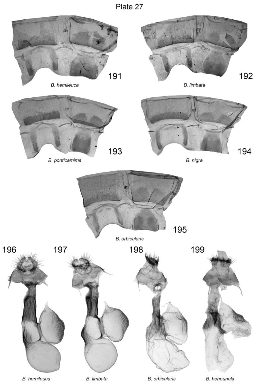 Plate 27. Male 7 th, 8 th abdominal segments and female genitalia of Berionycta spp. 191. B. hemileuca, NT, Eritrea, slide No.: KA292m (coll. MSNM); 192. B. limbata, HT, Eritrea, slide No.