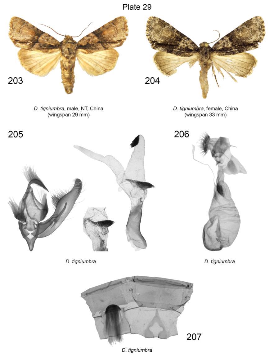Plate 29. Adults, male and female genitalia, male 7 th, 8 th abdominal segments of Draudtinycta tigniumbra. 203. D. tigniumbra, male, NT, slide No.: PGy3990 (coll. and photo PGy); 204. D. tigniumbra, female, slide No.