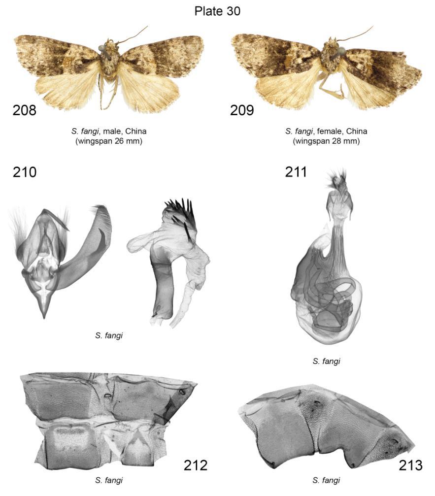 Plate 30. Adults, male and female genitalia, male 7 th, 8 th and female 7 th abdominal segments of Sinonycta fangi. 208. S. fangi, male, slide No.: KA1094m (coll. MfN); 209. S. fangi, female, slide No.